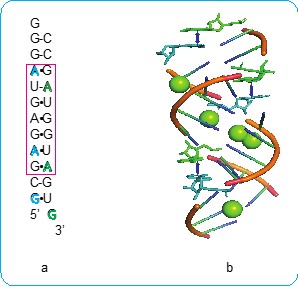 Loop E RNA